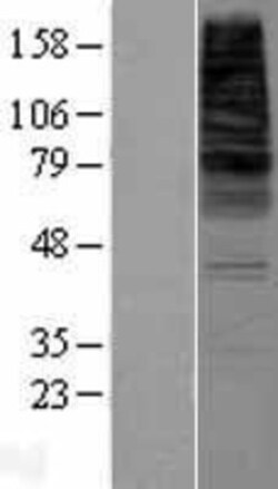 Novus Biologicals&trade;&nbsp;CDS2 Overexpression Lysate