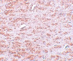 CDX2 Antibody - BSA Free, Novus Biologicals:Antibodies:Primary Antibodies