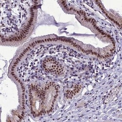 CEACAM19 Antibody, Novus Biologicals 25 &mu;L, Unlabeled:Antibodies, Polyclonal