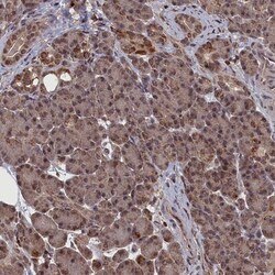 CEACAM21 Antibody, Novus Biologicals:Antibodies:Primary Antibodies