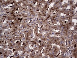 CEACAM5/CD66e Antibody (OTI3D8), Novus Biologicals 0.1mL; Unlabeled:Antibodies,