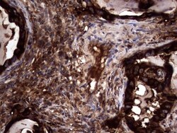 CEACAM5/CD66e Antibody (OTI3D8), Novus Biologicals 0.1mL; Unlabeled:Antibodies,