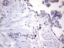 CEACAM5/CD66e Antibody (OTI3D8), Novus Biologicals 0.1mL; Unlabeled:Antibodies,