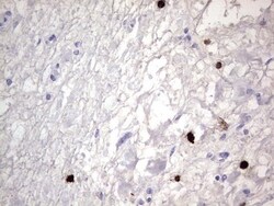 CEACAM5/CD66e Antibody (OTI3D8), Novus Biologicals 0.1mL; Unlabeled:Antibodies,