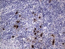 CEACAM5/CD66e Antibody (OTI3D8), Novus Biologicals 0.1mL; Unlabeled:Antibodies,