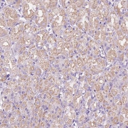 CEACAM7 Antibody, Novus Biologicals:Antibodies:Primary Antibodies