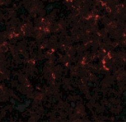 CEBP Delta Antibody - BSA Free, Novus Biologicals 0.025 mg, Unlabeled:Antibodies,