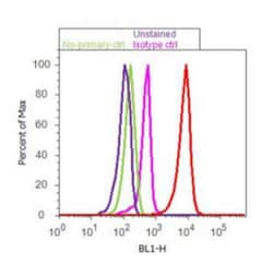 CEBP alpha Antibody (15C8), Novus Biologicals 0.025 mg, Unconjugated:Anticorps,