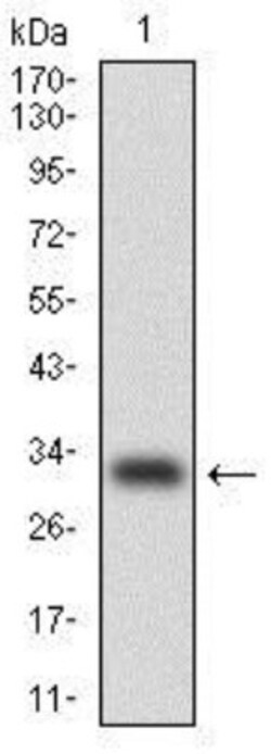 CEBP alpha Antibody (4E10) - BSA Free, Novus Biologicals:Antibodies:Primary