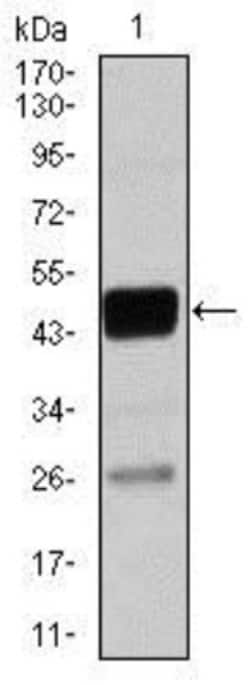 CEBP alpha Antibody (4E10) - BSA Free, Novus Biologicals:Antibodies:Primary