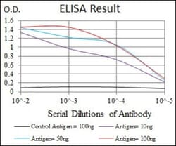 CEBP alpha Antibody (5B7), Novus Biologicals:Antibodies:Primary Antibodies