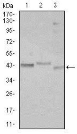 CEBP alpha Antibody (5B7), Novus Biologicals:Antibodies:Primary Antibodies