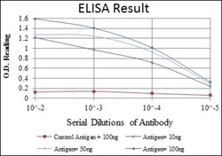 CEBP Beta Antibody (3H9), Novus Biologicals:Antibodies:Primary Antibodies