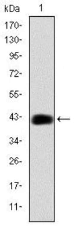 CEBP Beta Antibody (3H9), Novus Biologicals:Antibodies:Primary Antibodies