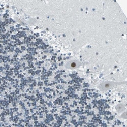 CEBP gamma Antibody, Novus Biologicals 0.1mL; Unlabeled:Antibodies, Polyclonal