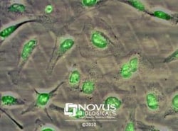 Novus Biologicals™ Cell Cycle and DNA Repair Antibody Pack
