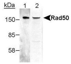 Novus Biologicals Cell Cycle and DNA Repair Antibody Pack 3 vials:Antibodies