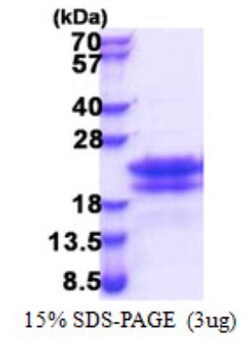 Novus Biologicals&trade;&nbsp;Recombinant Human CEND1 His Protein