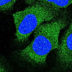 CEND1 Antibody, Novus Biologicals:Antibodies:Primary Antibodies
