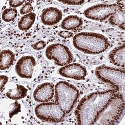 CENPE Antibody, Novus Biologicals:Antibodies:Primary Antibodies