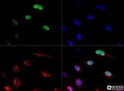 CENPF Antibody - BSA Free, Novus Biologicals:Antibodies:Primary Antibodies