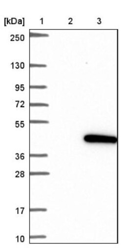 CENPL Antibody, Novus Biologicals:Antibodies:Primary Antibodies