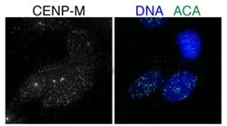 CENPM Antibody, Novus Biologicals:Antibodies:Primary Antibodies