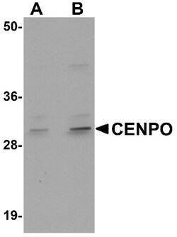 CENPO Antibody - BSA Free, Novus Biologicals 0.1mg; Unlabeled:Antibodies,