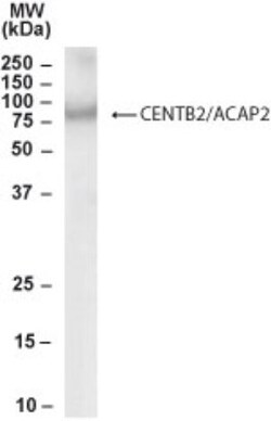 Centaurin beta 2 Antibody, Novus Biologicals 0.1 mg | Buy Online | Novus Biologicals | Fisher Scientific