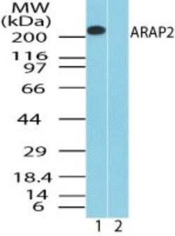 CENTD1 Antibody, Novus Biologicals:Antibodies:Primary Antibodies