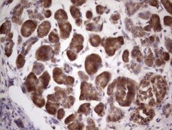 Centrin 1 Antibody (OTI1E1), Novus Biologicals 0.1mL; Unlabeled:Antibodies,