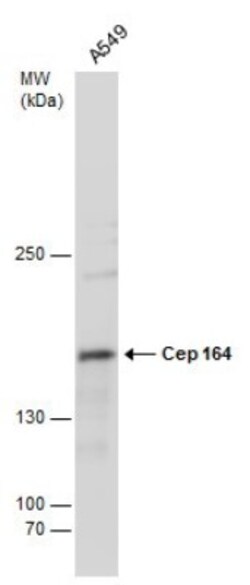 CEP164 Antibody (13), Novus Biologicals 0.1mL; Unlabeled:Antibodies