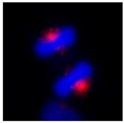 CEP170 Antibody, Novus Biologicals 0.1mL; Unlabeled:Antibodies, Polyclonal