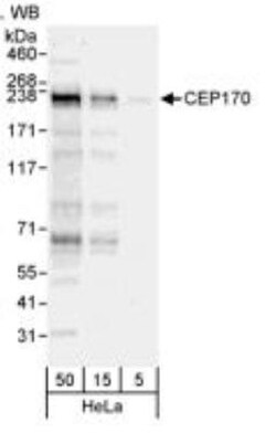 CEP170 Antibody, Novus Biologicals 0.1mL; Unlabeled:Antibodies, Polyclonal