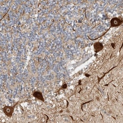 CEP295NL Antibody, Novus Biologicals:Antibodies:Primary Antibodies