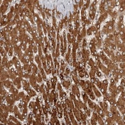CEP350 Antibody, Novus Biologicals 25 &mu;L; Unlabeled:Antibodies, Polyclonal