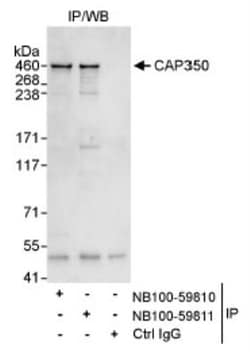 CEP350 Antibody, Novus Biologicals 0.1mg; Unlabeled:Antibodies, Polyclonal