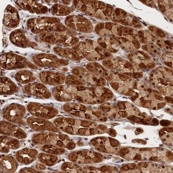 CEP44 Antibody, Novus Biologicals:Antibodies:Primary Antibodies
