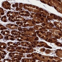 CEP44 Antibody, Novus Biologicals:Antibodies:Primary Antibodies