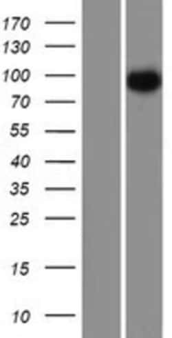 Novus Biologicals&trade;&nbsp;CEP97 Overexpression Lysate