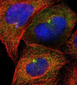 CEP97 Antibody, Novus Biologicals:Antibodies:Primary Antibodies