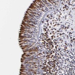 CEP97 Antibody, Novus Biologicals:Antibodies:Primary Antibodies