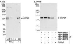 CEP97 Antibody, Novus Biologicals 0.1mL; Unlabeled:Antibodies, Polyclonal