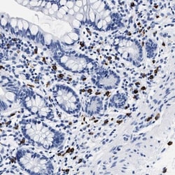 Cerberus 1 Antibody, Novus Biologicals 0.1mL; Unlabeled:Antibodies, Polyclonal