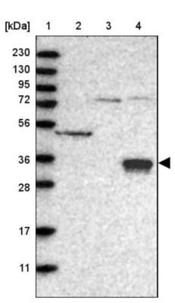 Cerberus 1 Antibody, Novus Biologicals 0.1mL; Unlabeled:Antibodies, Polyclonal