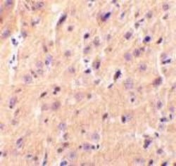 Cerebellin-1/Precerebellin Antibody - BSA Free, Novus Biologicals 0.025