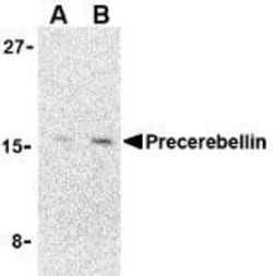 Cerebellin-1/Precerebellin Antibody - BSA Free, Novus Biologicals:Antibodies:Primary
