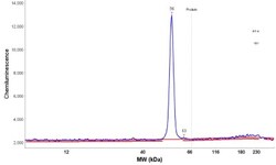 Carboxylesterase 1/CES1 Antibody, Novus Biologicals:Antibodies:Primary