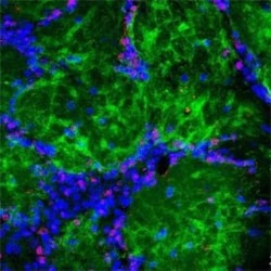 c-Fos Antibody, Novus Biologicals:Antibodies:Primary Antibodies