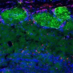 c-Fos Antibody, Novus Biologicals:Antibodies:Primary Antibodies